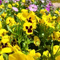 باغبانی هرس سم پاشی بریدن درختکاری با اره موتوری|خدمات باغبانی و درختکاری|شیراز, نارنجستان|دیوار