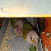 گرینچیک سرلاکی 20روزه