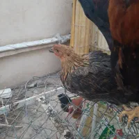 چندنوچه خروس جوان درشت وسالم
