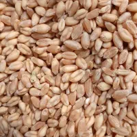 گندم آبی پیشگام