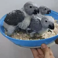 جوجه کاسکو،آرا،ماکائو،کاکادو ملوکان،آمبرلا