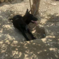 واگذاری توله ۴ ماهه ژرمن بلک ماده