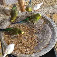 معاوضه|پرنده|فیروزکوه, |دیوار