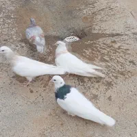 کبوتر کوهی نر قرمز نر طوقی سیاه ماده طوقی کارتونی|پرنده|کبودرآهنگ, |دیوار