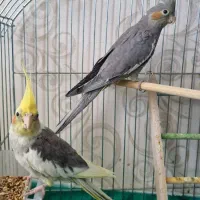 عروس هلندی جفت نر و ماده