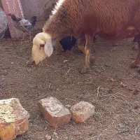 میش آبستن صابونی دوقلو زا|حیوانات مزرعه|قزوین, |دیوار