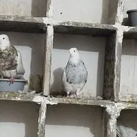 طوقی ناب کرمانشاه