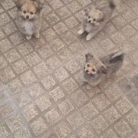 سگ پامرین|سگ|الوند, |دیوار