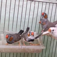 فنچ نروماده،سفید و رنگی،بالغ|پرنده|قرچک, محمد آباد|دیوار