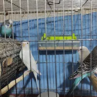 فروش تعدادی مرغ عشق|پرنده|شیراز, محراب|دیوار