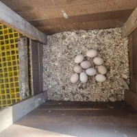 دستگاه جوجه کشی|لوازم جانبی حیوانات|شیراز, شهرک سراج|دیوار