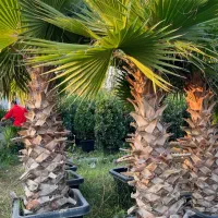 پالم واشنگتن ریشه پرس گلدانی