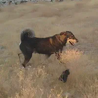 سگ نژاد دار|سگ|دهگلان, |دیوار