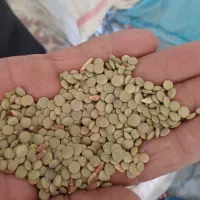 مشارکت کشت عدس