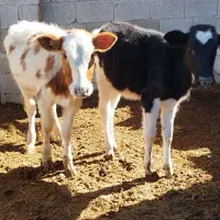 دو عدد گوساله ماده خارجی