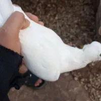 سلام جفت کبوتر خوب|پرنده|کازرون, |دیوار