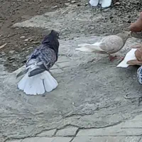 نرهفت رنگ دمسفید