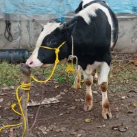 گاو نر هلشتاین اصیل ورزا گوساله|حیوانات مزرعه|سنگر, |دیوار