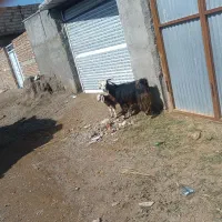 گوسفند|حیوانات مزرعه|بیرجند, |دیوار