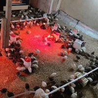 جوجه بلدرچین 17روزه|حیوانات مزرعه|برخوار, |دیوار