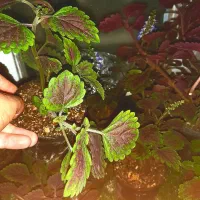 فروش گلدان‌های حسن‌یوسف پُرریشه و سالم  پُربرگ