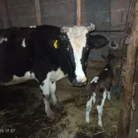 گاو دو رگ با گوساله|حیوانات مزرعه|لاهیجان, لفمجان|دیوار