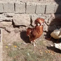 زینتی|حیوانات مزرعه|اردبیل, |دیوار