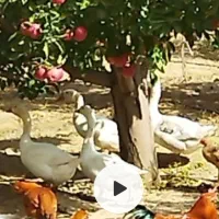 معاوضه قو غاز با بره گوسفند