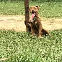 فروش سگ پیتبول ماده|سگ|املش, |دیوار