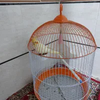 عروس هلندی همراه با قفس|پرنده|برازجان, |دیوار