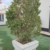 یاس هلندی سیکاس پتونیا