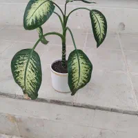 گل دیفن باخیا