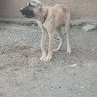 توله نر خراسانی