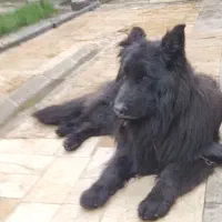 ژرمن بلک جهت  جفت گیری