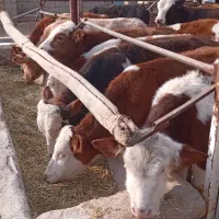 گوسالهسیمینتال|حیوانات مزرعه|بشاریات, |دیوار