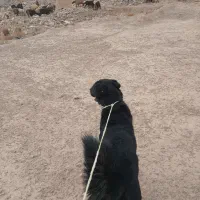 سگ قدر جونی