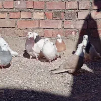 کفتر طوقی ...