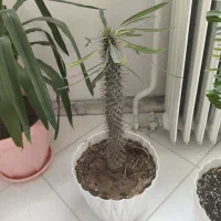 گل طبیعی|گل و گیاه طبیعی|تهران, پونک|دیوار