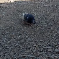 کفتر پرنده|پرنده|رشتخوار, |دیوار