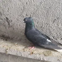 سیاه دمسفید|پرنده|شیراز, شهرک بهار|دیوار