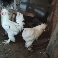 مرغ و خروس برهما سلطان لهستانی|حیوانات مزرعه|گمیشان, |دیوار