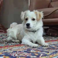 توله سگ پامر پامرانین پارک باکس قفس