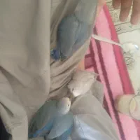طوطی برزیلی نزدیک نرم خور
