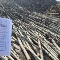 خریدوفروش انواع چوب درختان مجاز