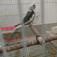 عروس هلندی البینو دوکت نر