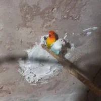 یکجفت کوتوله|پرنده|نجف‌آباد, یزدانشهر|دیوار