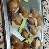 حلزون مولد