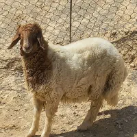 برهنر|حیوانات مزرعه|سیوان, |دیوار