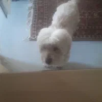 سگ پیدا شده