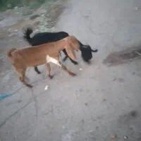 بز برای فروش